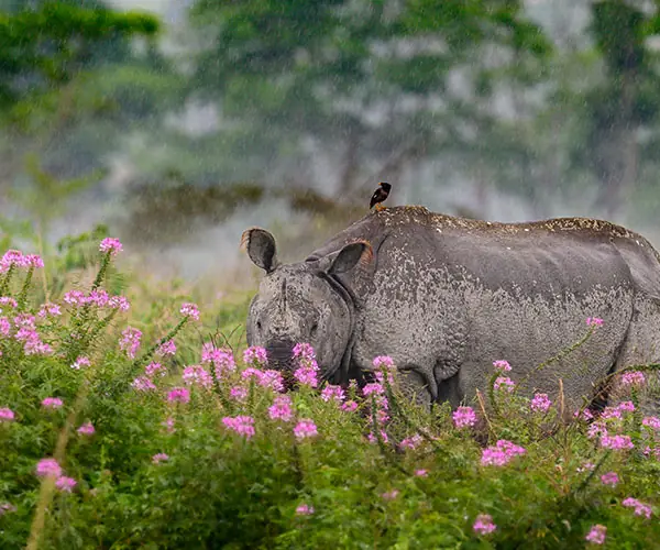 Assam