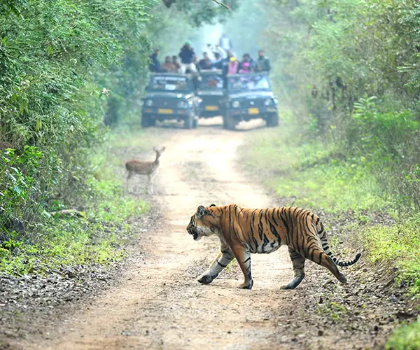Wildlife Tour